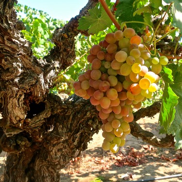 Close-up of a ripe grape cluster hanging from a vine in a Lodi vineyard.