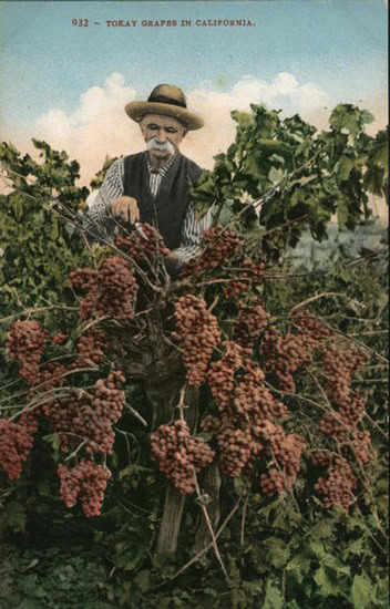 Vintage photo of an elderly man harvesting grapes in a vineyard in California.