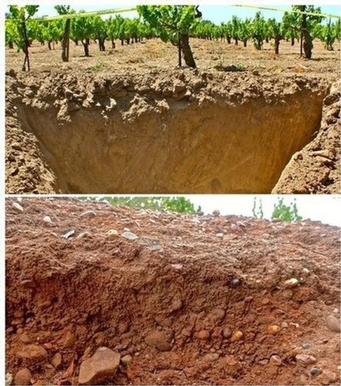 Close-up of vineyard soil showing healthy soil profile and grapevine roots in Lodi, California.