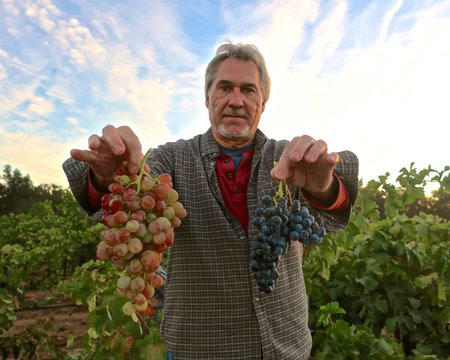 Lodi Winegrape grower holding bunches of ripe grapes in a vineyard at sunset.