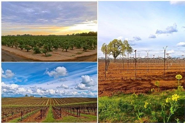 Scenic views of Lodi vineyards with different grape varieties and landscape features.