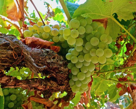 Close-up of a green winegrape cluster hanging from a vine in Lodi, California.