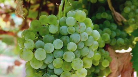 Close-up of a green winegrape cluster hanging on the vine in Lodi, California.
