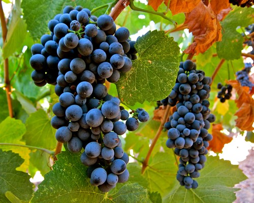 Close-up of ripe dark purple winegrapes hanging on vine with green leaves in Lodi, California.