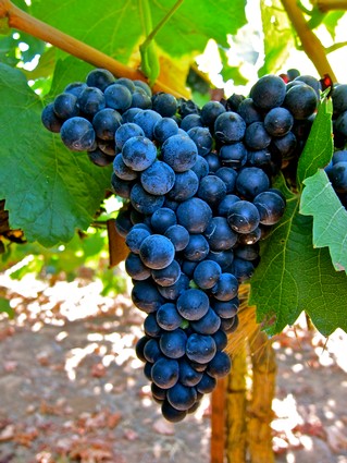 Close-up of ripe dark purple winegrapes on the vine with green leaves in the background.