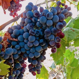 Close-up of ripe blue and purple winegrapes hanging on the vine in Lodi, California.