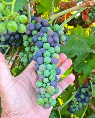 Close-up of a hand holding a cluster of green and purple wine grapes in a vineyard.