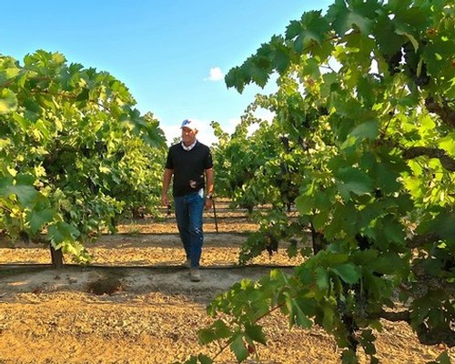 Man walking through lush Lodi winegrape vineyard on a sunny day.