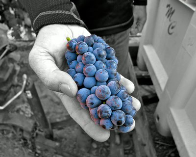Close-up of a hand holding a cluster of ripe blue wine grapes in a vineyard.