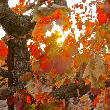 Close-up of grapevine leaves in vibrant autumn colors with sunlight filtering through.