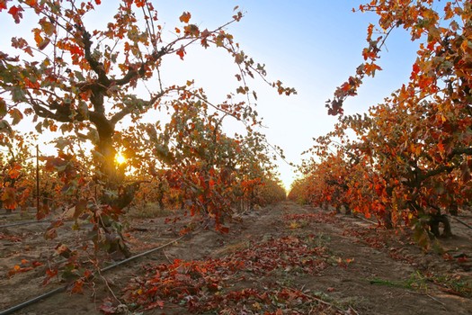 Lodi winegrape vineyard with autumn leaves and setting sun, showcasing premium grape growing in California.