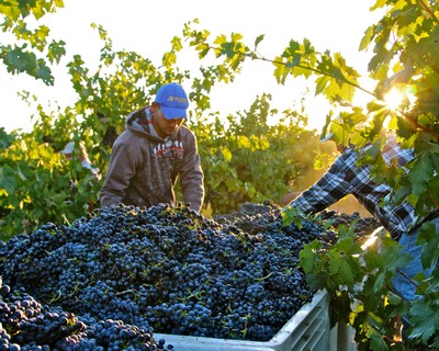 Workers harvesting ripe grapes in a vineyard during golden hour for Lodi Winegrape Commission.