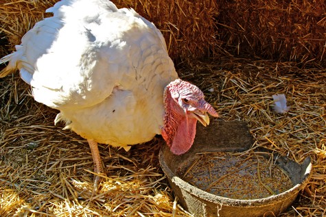 Wild turkey with a red wattle and white feathers near a water dish on a farm.