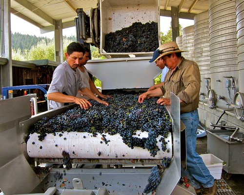 Workers sorting and processing freshly harvested grapes at a winery in Lodi, California.
