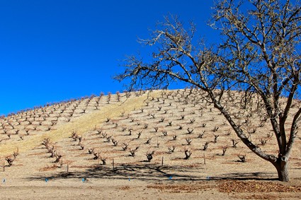 Vineyard in Lodi with rows of grapevines on a hillside under a clear blue sky.