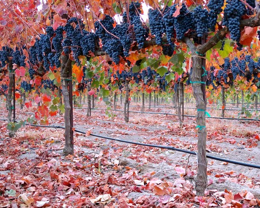 Vineyard with ripe dark grapes and colorful fall leaves in Lodi, California.