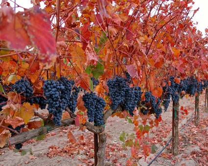 Vineyard with ripe dark grapes and vibrant red and orange leaves in Lodi, California.