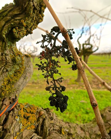Close-up of a withered winegrape cluster hanging from a vine in Lodi vineyard during winter.