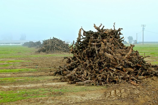Grapevine roots and soil in Lodi vineyard, showcasing healthy root systems for wine production.