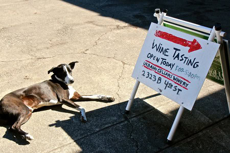 Dog lying on sidewalk next to wine tasting sign at Lodi Winegrape Commission event.