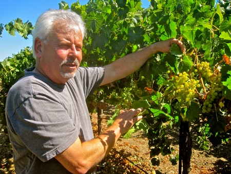 Man inspecting ripe grapes in a Lodi vineyard during harvest season.