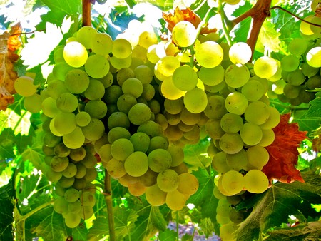 Close-up of a lush green grape cluster hanging from a vine in Lodi wine country.