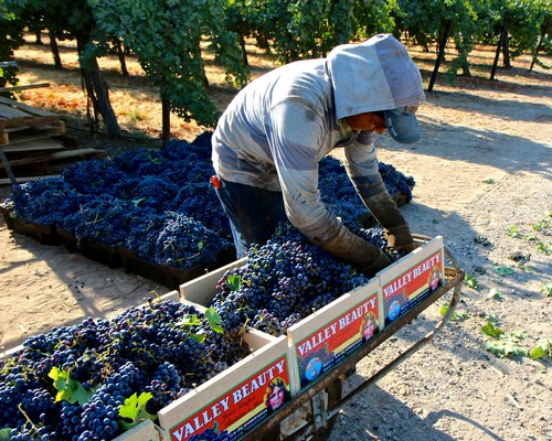 Vineyard worker harvesting dark purple grapes in Lodi wine region, California.