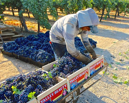 Worker harvesting ripe grapes in a Lodi vineyard during harvest season.