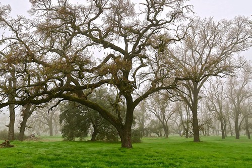 Mature oak trees in a foggy vineyard landscape with lush green grass in Lodi, California.