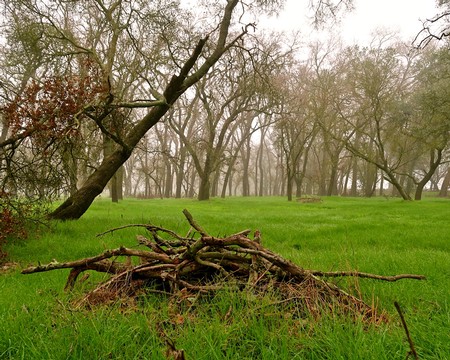 Vineyard landscape with fallen branches and lush green grass in Lodi, California, during a foggy day.