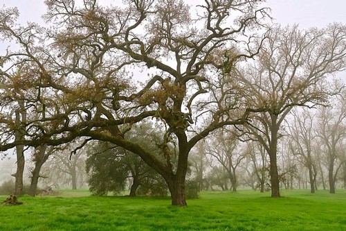 Misty landscape with large, leafless trees and green grass in Lodi, California.