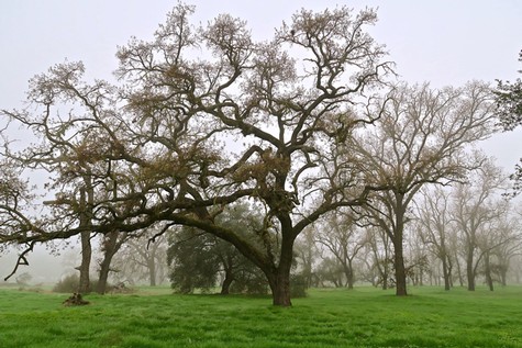 Misty vineyard with leafless trees in Lodi, California, showcasing the region's winegrowing landscape.