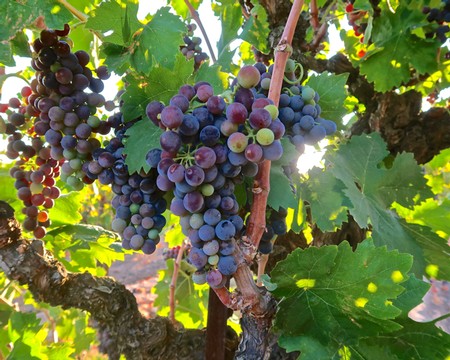 Close-up of ripe purple and green wine grapes hanging on a vine in a sunny vineyard.