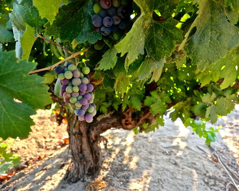 Close-up of ripe grapes on a vine in a Lodi wine vineyard, with lush green leaves and sunlight filtering through.