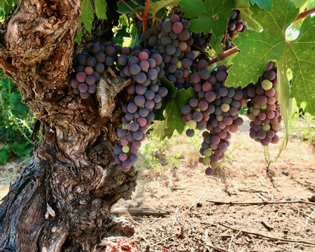 Close-up of ripe purple winegrapes hanging from a vine in Lodi wine region.