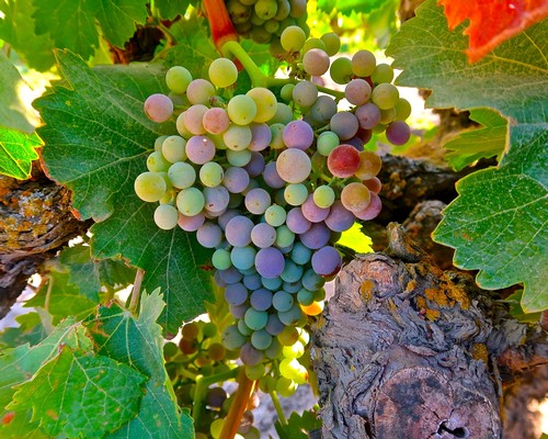 Close-up of a ripe grape cluster on a vine in Lodi, California, highlighting the region's premium wine grapes.