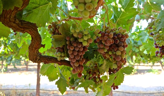 Close-up of ripe grape clusters hanging from a vine in Lodi wine country.