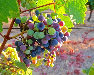 Colorful grape cluster on vine with green leaves, ready for harvest in Lodi wine region.