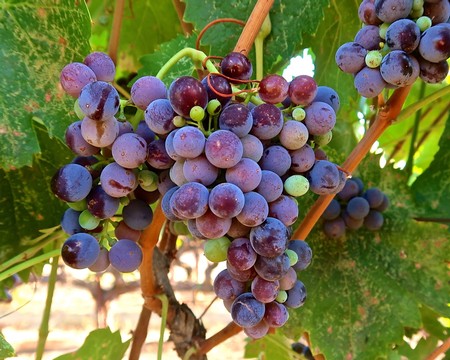 Close-up of ripe purple and green winegrapes on the vine in Lodi, California.