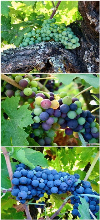Close-up of ripe wine grapes on vine in Lodi, California, showcasing different colors and stages of ripeness.