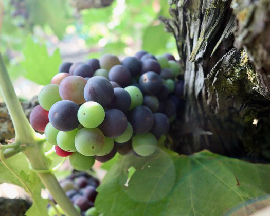 Close-up of a ripe Lodi winegrape cluster on the vine, showcasing vibrant colors and healthy foliage.