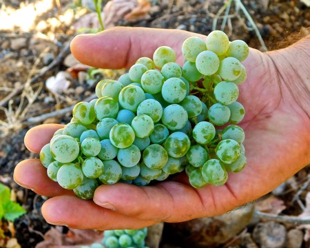 Close-up of a hand holding a cluster of green wine grapes in a vineyard.