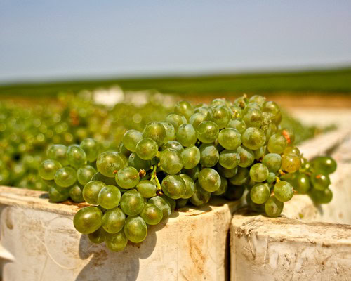 Close-up of green wine grapes on the vine in a vineyard during harvest season.