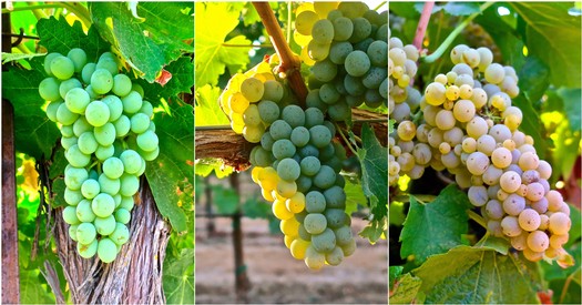 Close-up of green, yellow, and white grape clusters on vine in Lodi wine region.