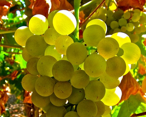 Close-up of a green winegrape cluster ripening on the vine in Lodi, California.