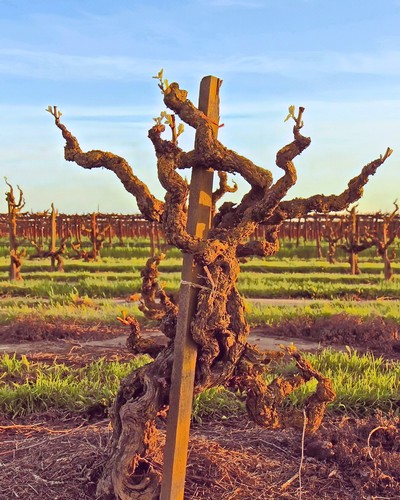 Gnarled grapevine in Lodi vineyard with trellis support and rows of vines in background.