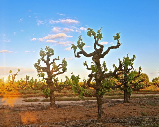 Vineyard in Lodi with gnarled grapevines under a blue sky, showcasing premium wine grape cultivation.
