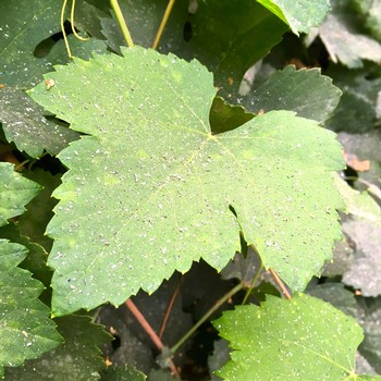 Close-up of a healthy green grapevine leaf in Lodi wine region, California.