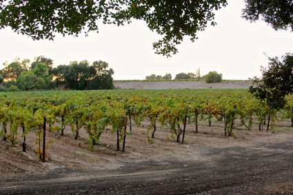 Vineyard in Lodi with lush grapevines under a clear sky, framed by trees, showcasing premium wine grape cultivation.