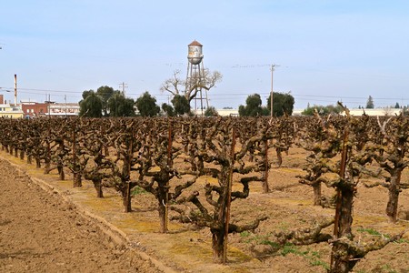 Vineyard with pruned grapevines in Lodi, California, under a clear sky with a water tower in the background.